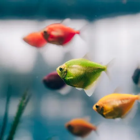 Olymp فندق فيلينغراد