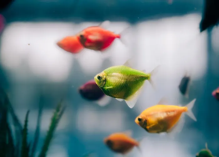 Olymp Hotel Velingrad